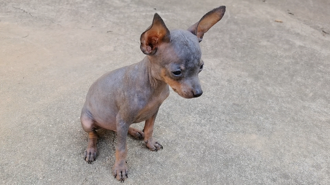小体蓝色小鹿犬，成年三斤左右，疫苗齐全